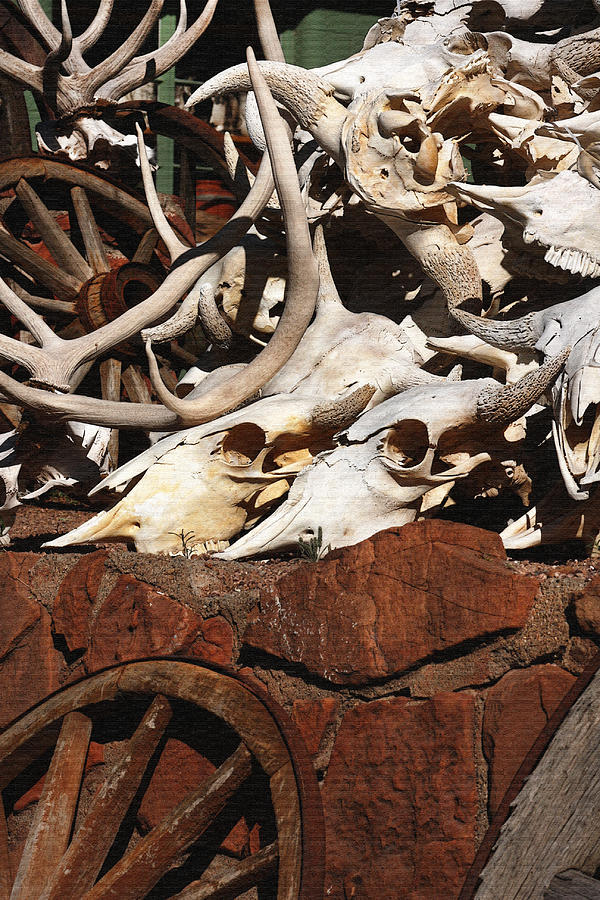 Steer Skulls and Antlers Photograph by Art Block Collections