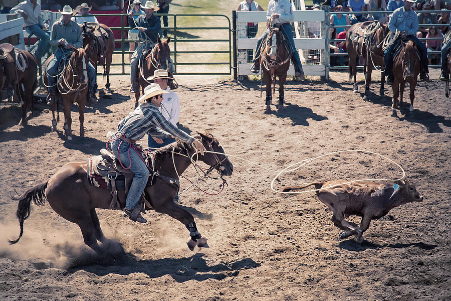 Steer Tripping Photograph by Daniel Hagerman