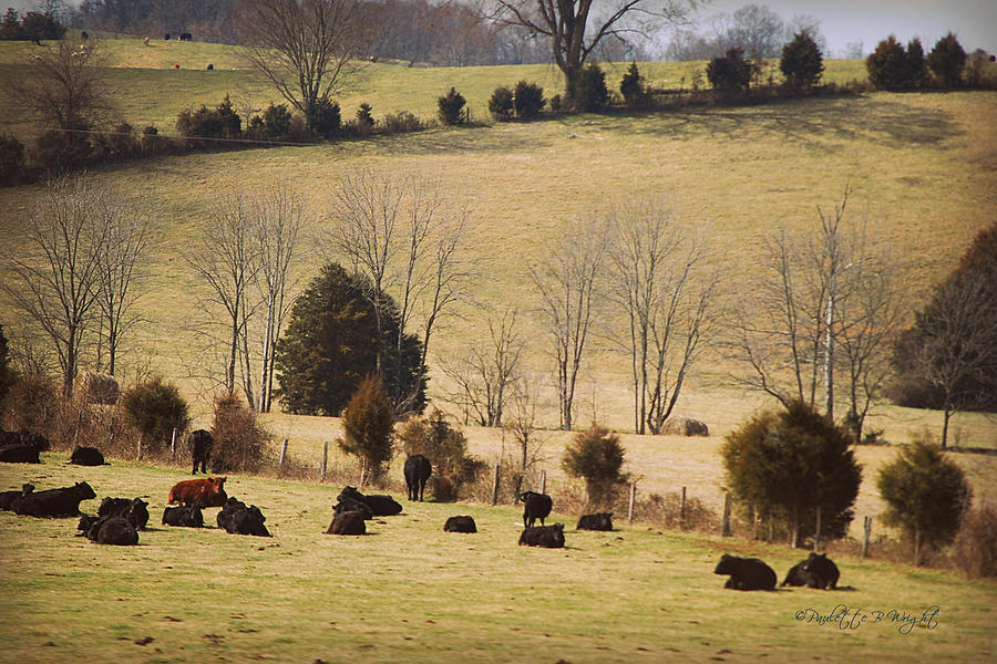 Steers In Rolling Pastures - Kentucky Photograph by Paulette B Wright