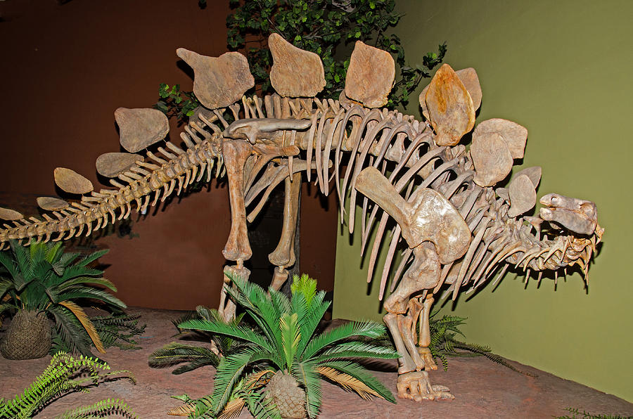 Prehistoric Photograph - Stegosaurus Dinosaur by Millard H. Sharp