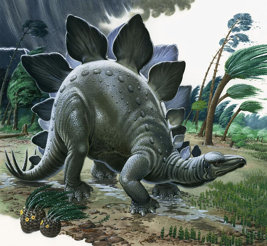 Jurassic Park Painting - Stegosaurus by English School