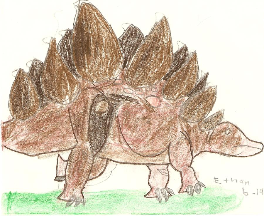 Stegosaurus Drawing - Stegosaurus by Fred Hanna