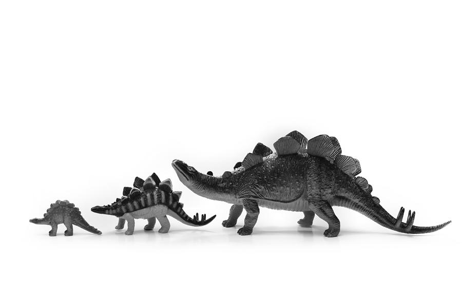 Stegosaurus Family Photograph by Nathan Abbott