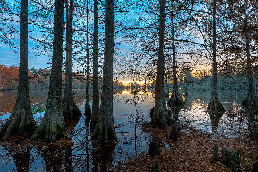 Tree Photograph - Steinhagen Reservoir Sunrise by David Morefield