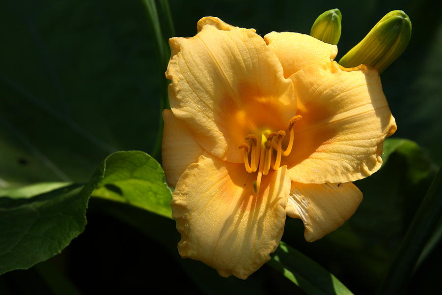 Stella Doro Day Lily Photograph by Lyle Hatch