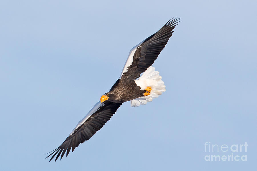 Stellar eagle Photograph by Natural Focal Point Photography
