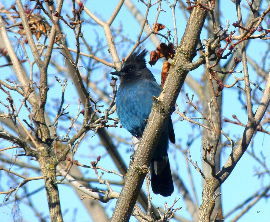 Stellers Jay In Winter Photograph by Will Borden