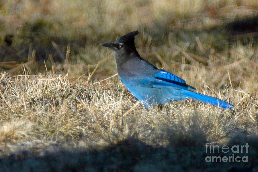 1040A Stellars Jay Photograph by NightVisions