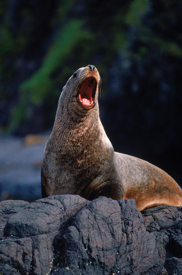 Stellar Sea Lions Bask In The Sun Photograph by Dan Parrett