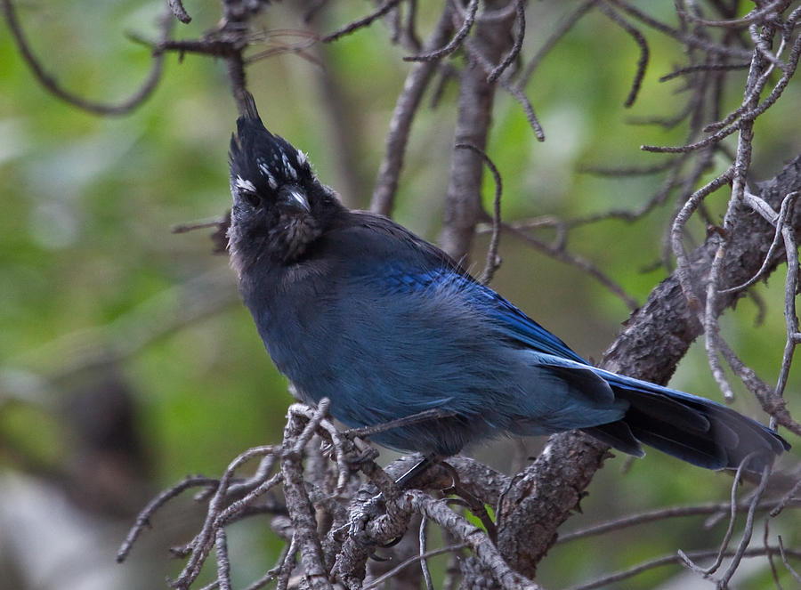 Stellars BlueJay in Rocky Mountain National Park Photograph by Natural Focal Point Photography