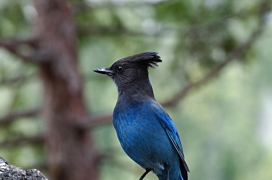 Stellar's Jay Photograph by See My Photos