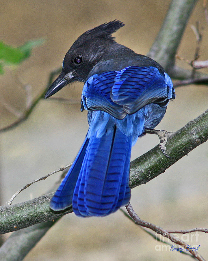Stellar's Jay Photograph by Kenny Bosak | Fine Art America