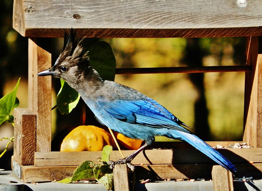 Stellers Jay Photograph by VLee Watson