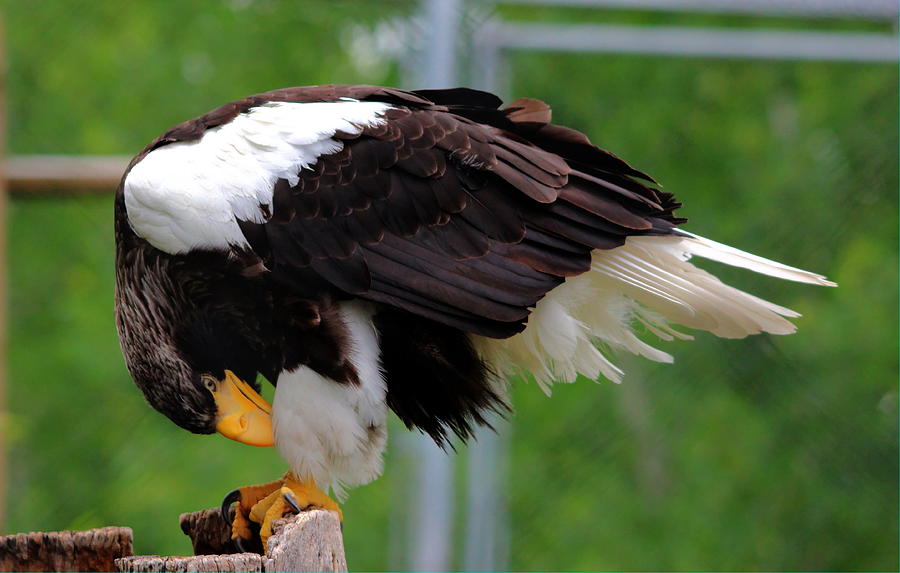 Stellars Sea Eagle Photograph by Larry Trupp