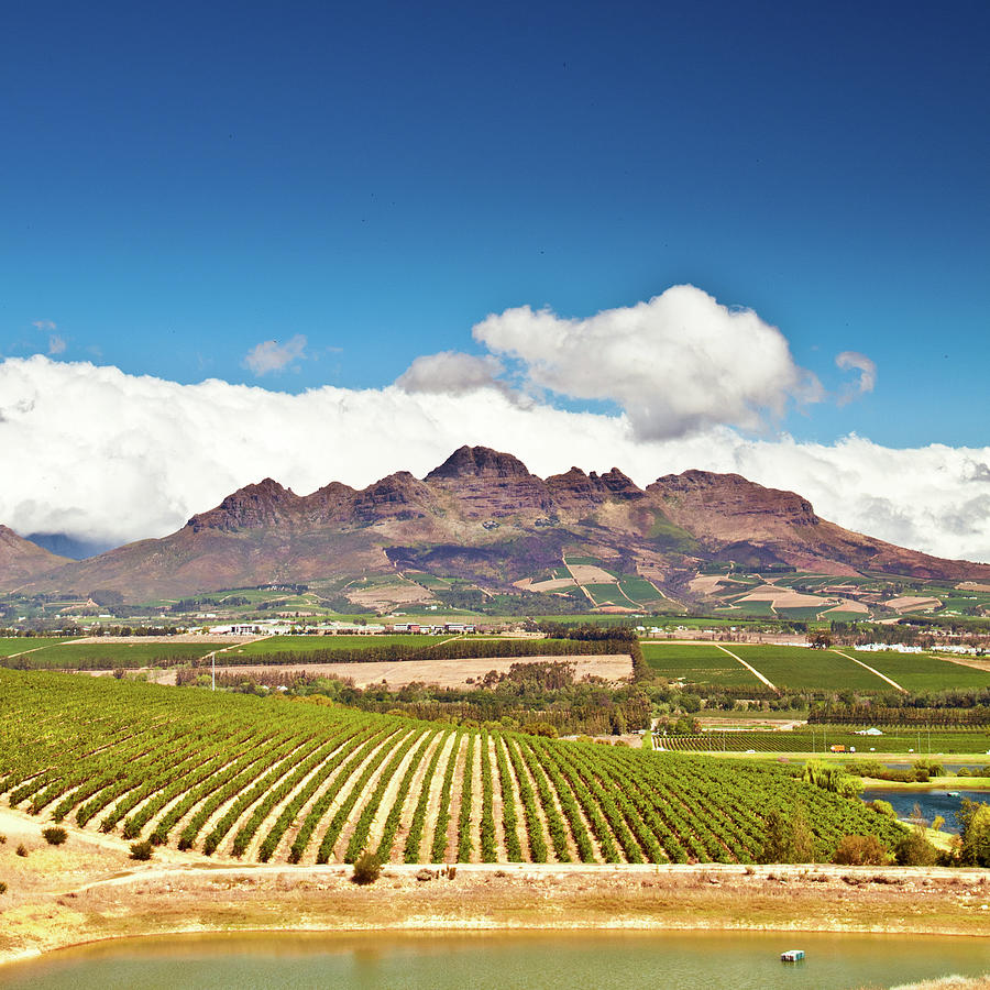 Stellenbosch Vineyards Photograph by Ferrantraite Stellenbosch Vineyards Photograph by Ferrantraite