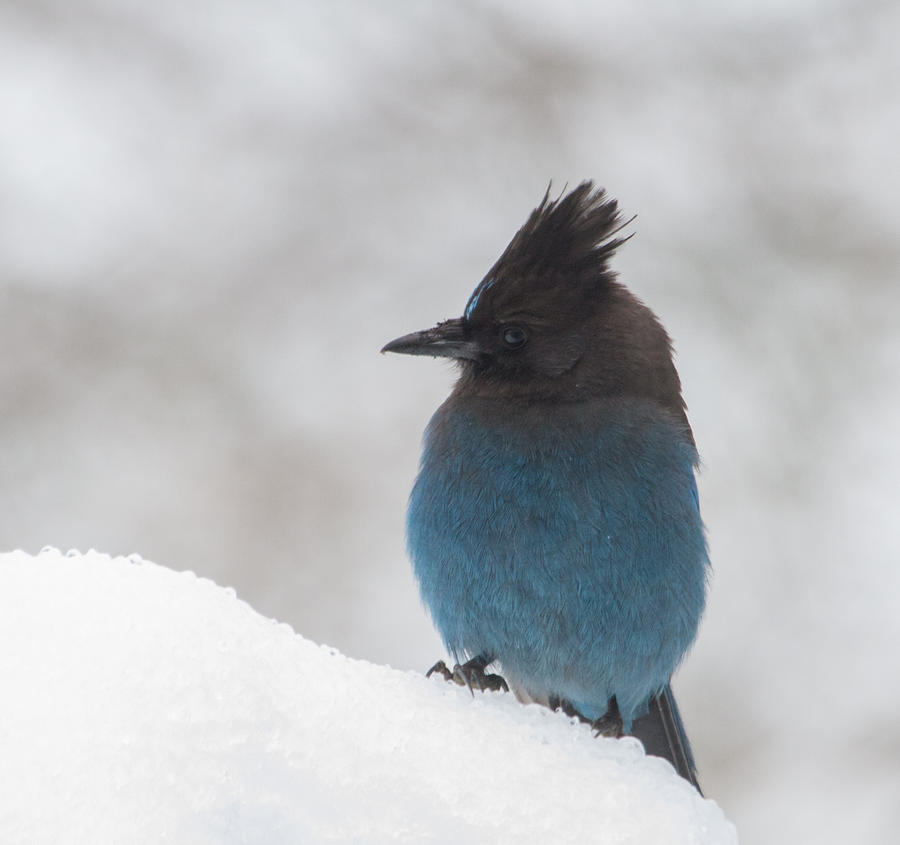 Steller Jay in the Snow Photograph by Angie Vogel