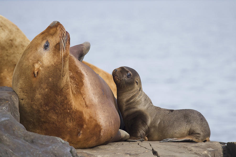 Steller Sea Lion Female And Young Pup Photograph by Milo Burcham - Fine