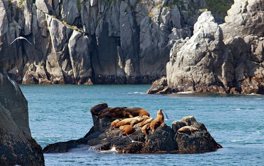Kenai Fjords National Park Photograph - Steller Sea Lions On Coastal Rocks by Jim West