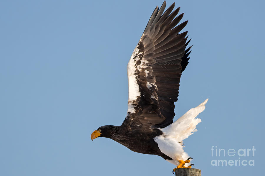 Stellers Eagle Takeoff Photograph by Natural Focal Point Photography