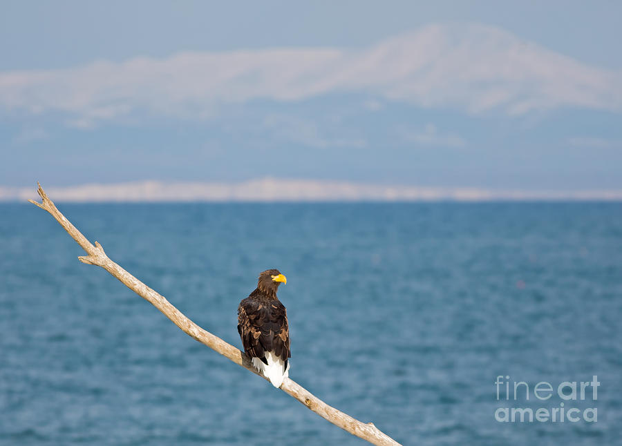 Stellers Eagle with Russian Background Photograph by Natural Focal Point Photography