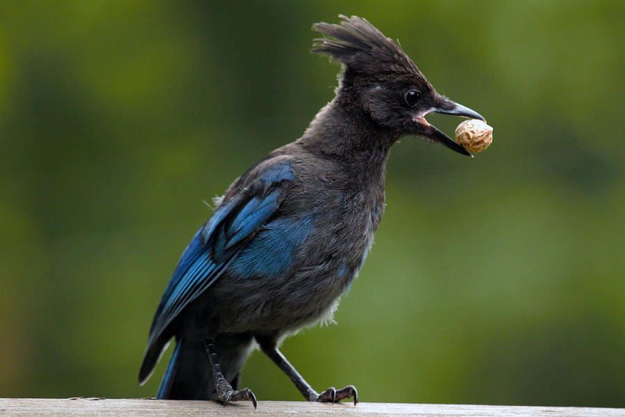 Bird Photograph - Stellers Jay 2 by Ed Nicholles