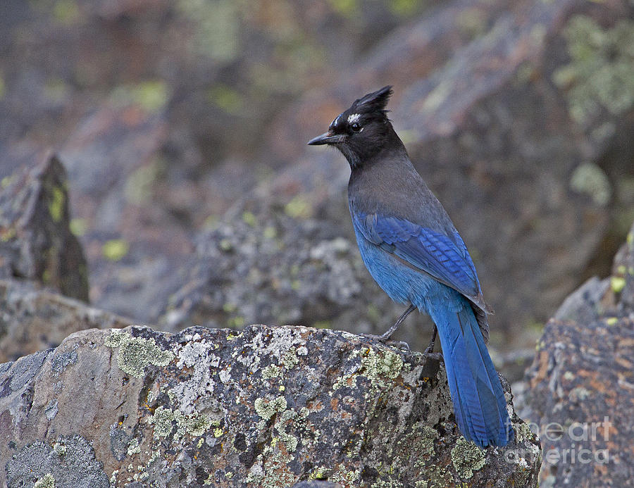 Stellers Jay   #8028 Photograph by J L Woody Wooden