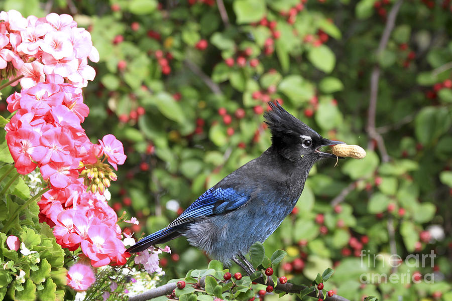 Stellers Jay and a Peanut Photograph by Teresa Zieba