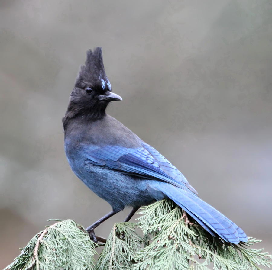 Stellers Jay Photograph by Angie Vogel