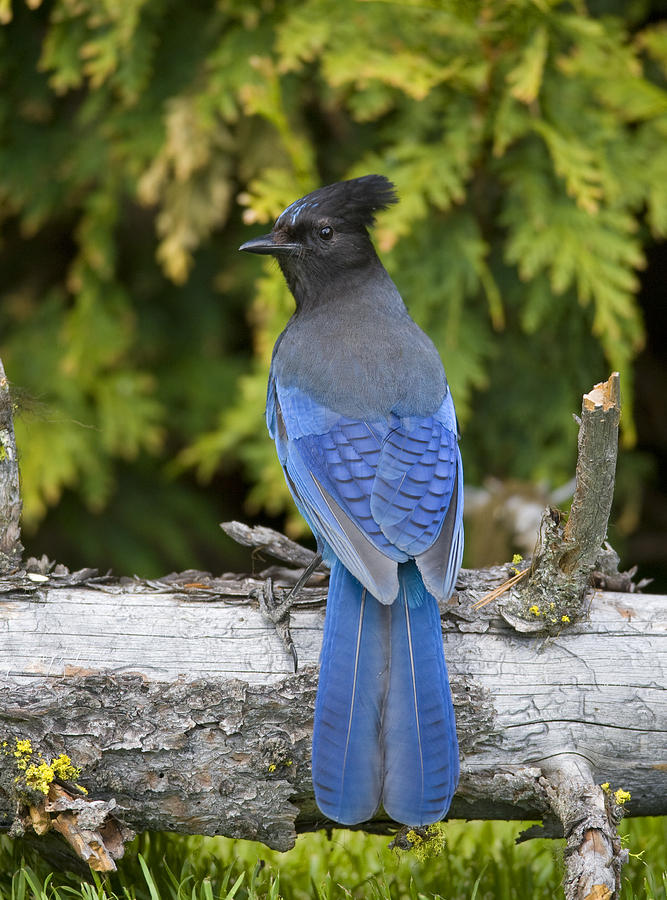 Stellers Jay Canada Photograph by Tom Vezo