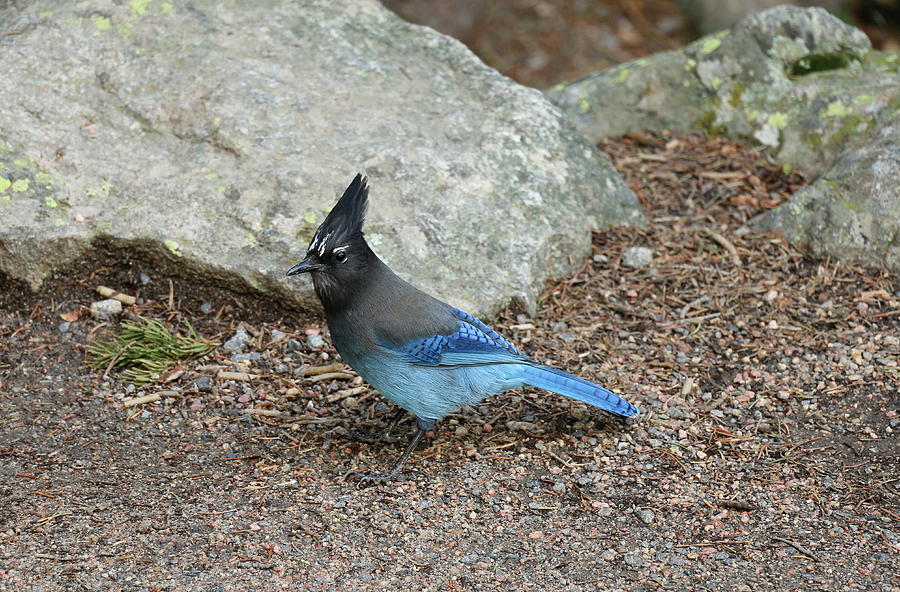Stellers Jay Photograph by Christiane Schulze Art And Photography