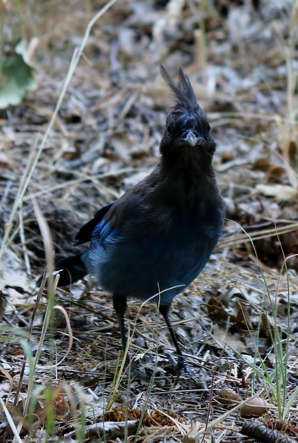 Stellers Jay  Photograph by Christy Pooschke