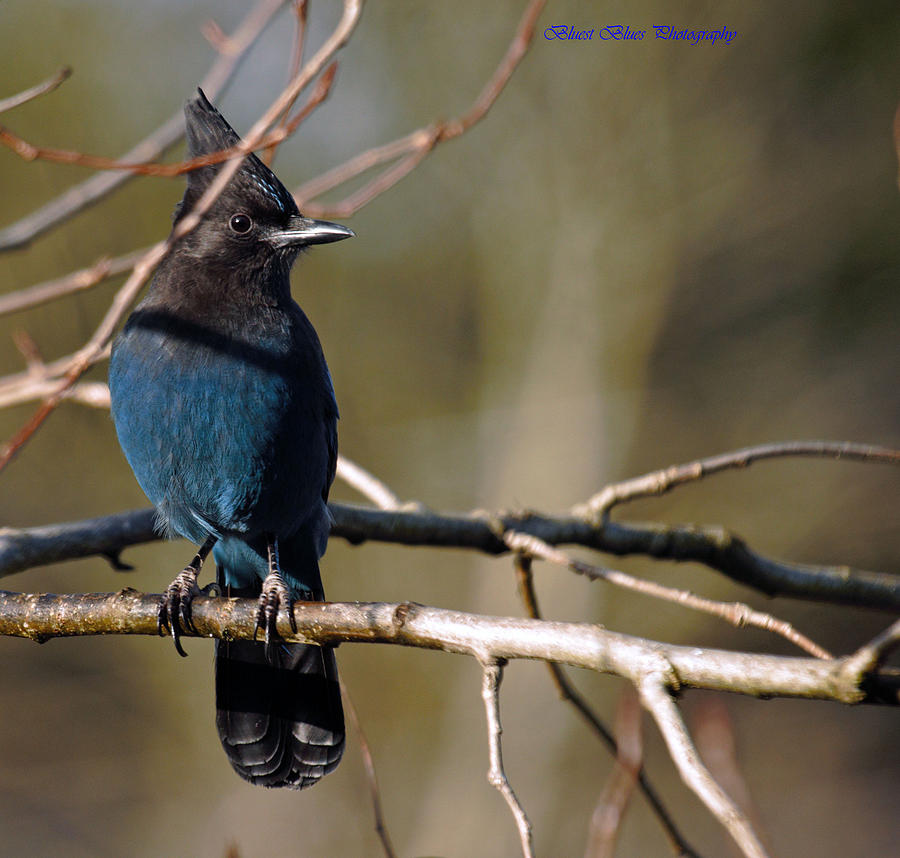 Bird Photograph - Stellers Jay by Ed Nicholles