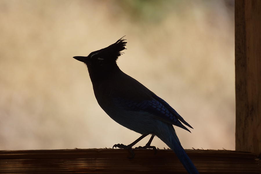 Stellers Jay Photograph by Ernest Echols