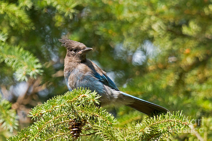 Stellers Jay in Endovalley Photograph by Fred Stearns