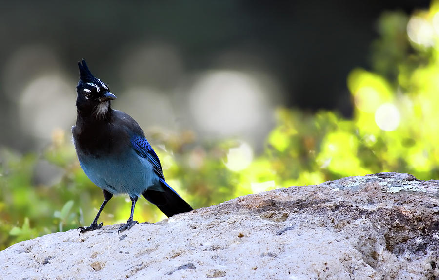 Stellers Jay Photograph by Lana Trussell
