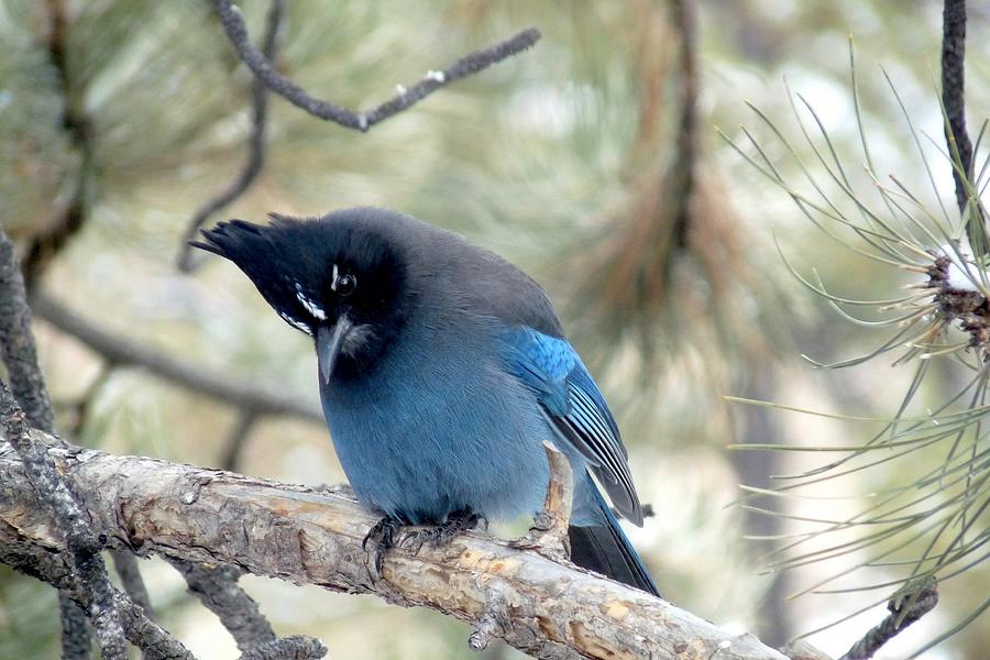 Stellers Jay Looking Down Photograph by Marilyn Burton