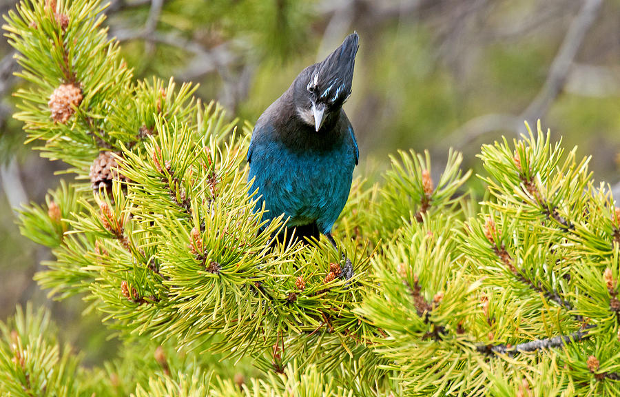 Stellers Jay Photograph