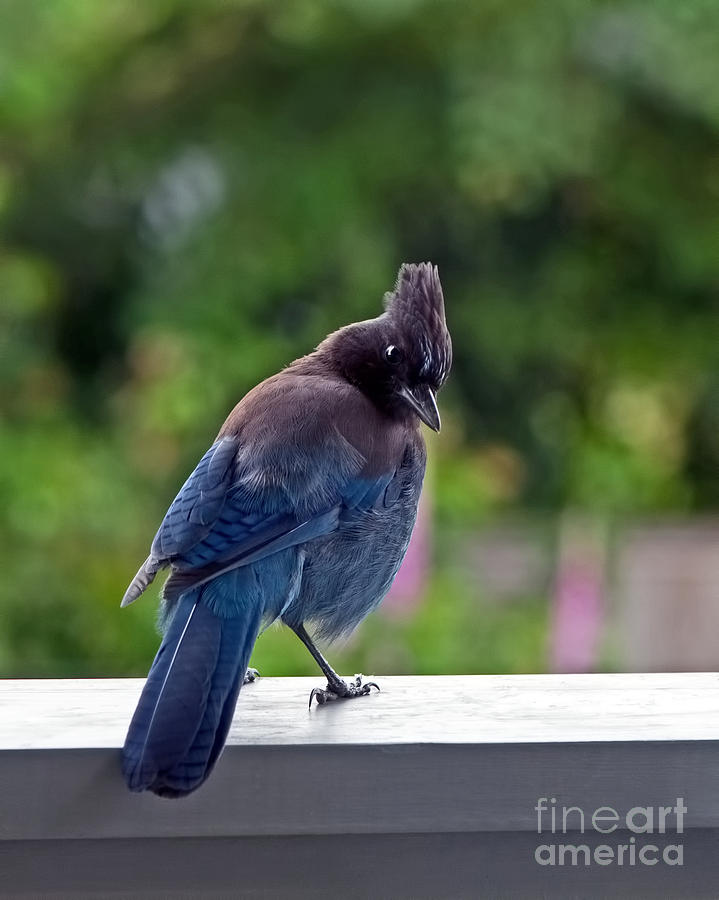 Stellers Jay on Railing Photograph by Sharon Talson