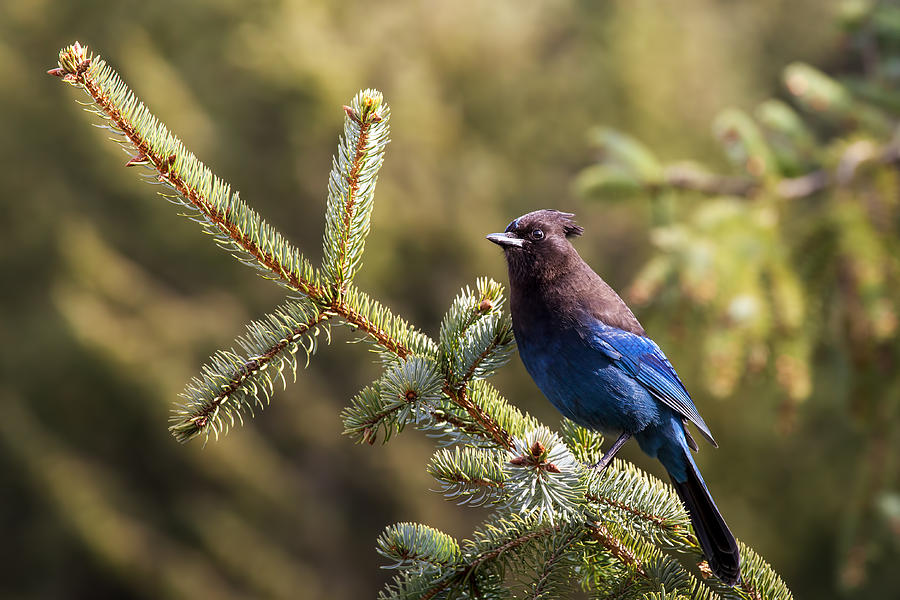 Stellers Jay on Spruce Photograph by Michele Cornelius