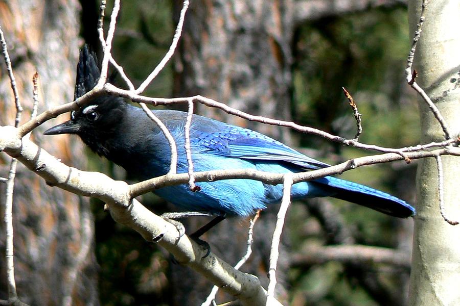 Stellers Jay - Peaking through Branches Photograph by Marilyn Burton