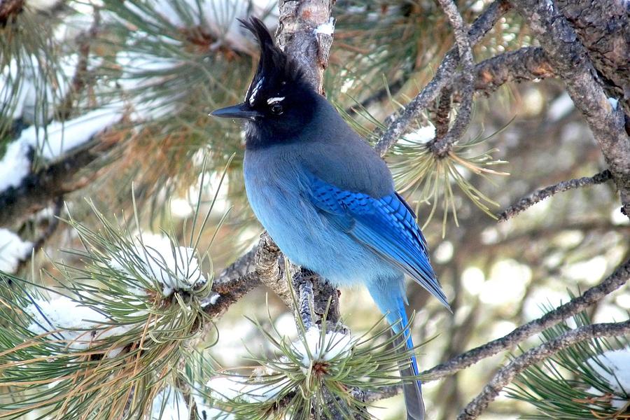 Stellers Jay Profile Photograph by Marilyn Burton