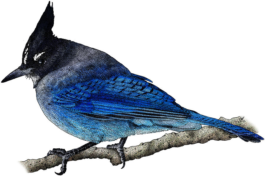 Stellers Jay Photograph by Roger Hall
