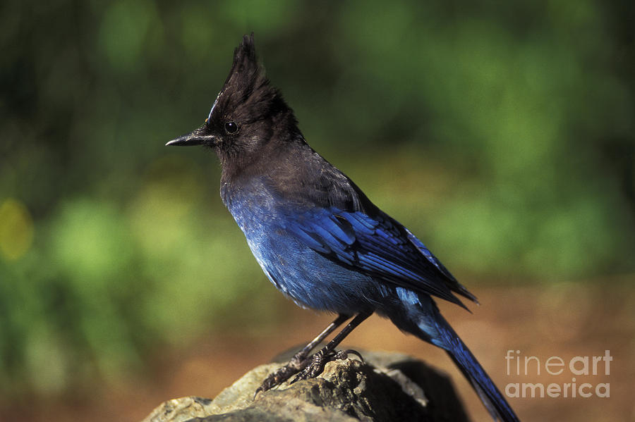 Bird Photograph - Stellers Jay by Ron Sanford