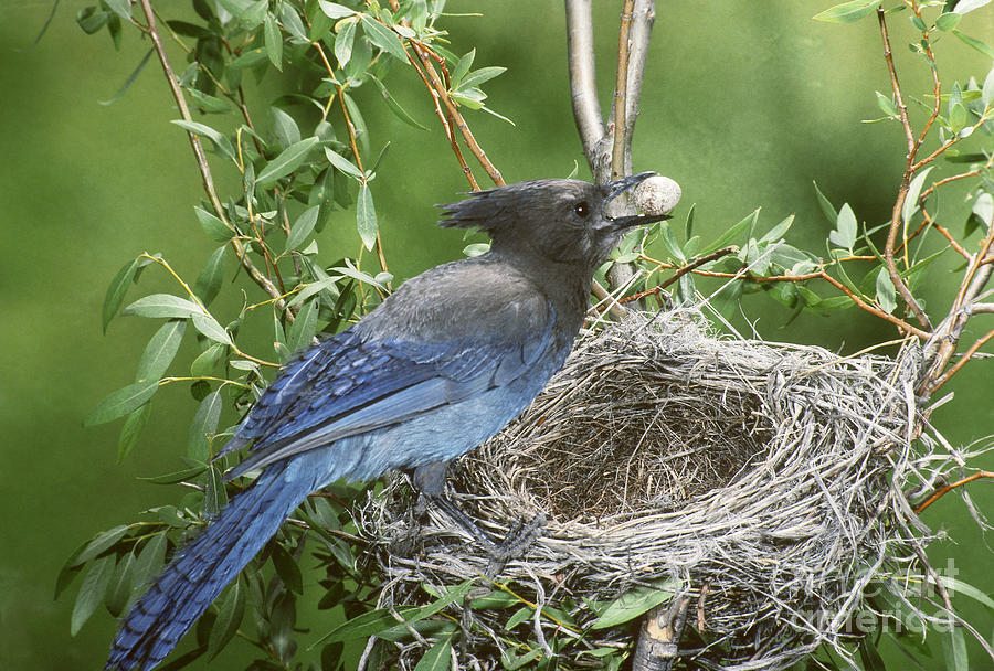 Stellers Jay Stealing Eggs Photograph By Anthony Mercieca
