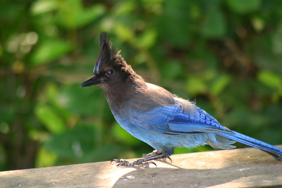 Stellers Jay Sunbathing Photograph by Kym Backland