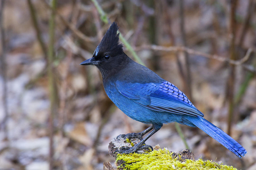 Stellers Jay Photograph by Thomas And Pat Leeson