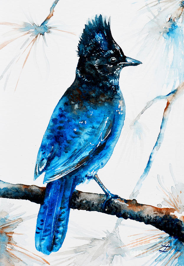 Stellers Jay Painting by Zaira Dzhaubaeva