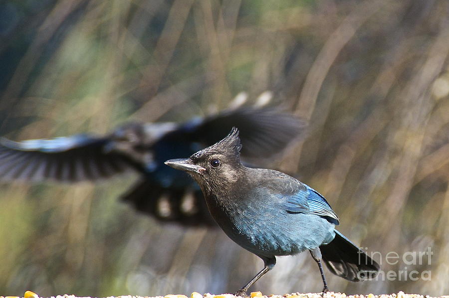 Stellers Jays Photograph by Sean Griffin