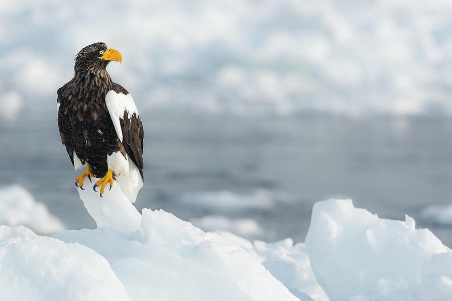 Stellers Sea Eagle Haliaeetus Photograph by Ben Cranke Stellers Sea Eagle Haliaeetus Photograph by Ben Cranke