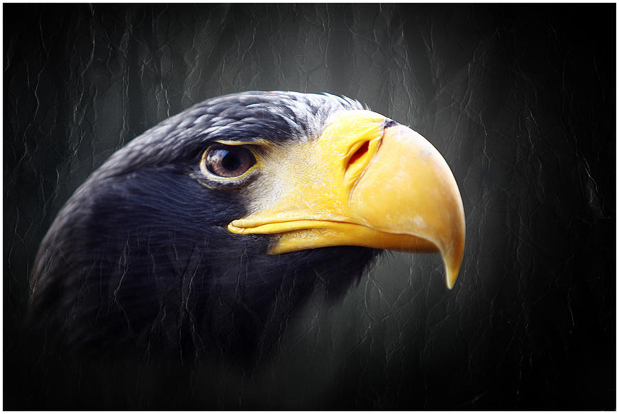 Eagle Photograph - Stellers Sea Eagle by John Fotheringham
